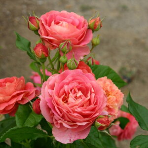 \̔ oc oc T[Y C[ng[u̍ lG炫 KN ΂  sN ommo 2{ȍ~