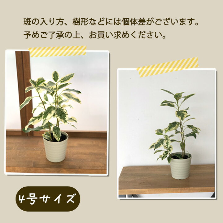 楽天市場】観葉植物 フィカス ルビギノーサ 斑入りフランスゴム 4号鉢 