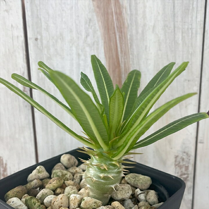 楽天市場】多肉植物 caパキポディウム アンボンゲンセ 実生 3.5号鉢  