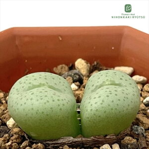 A asRmtBc  A 6cm|bg Z