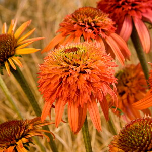 �\��̔� �G�L�i�Z�A �c �C���W�X�^�u�� 9cm�|�b�g �����T�L�o�����M�N ���N�� �K�[�f�j���O �ԕc �h�����c tne 4�����{�ȍ~����