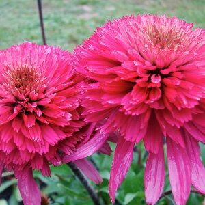 �\��̔� �G�L�i�Z�A �c �T�U���x�� 9cm�|�b�g �����T�L�o�����M�N ���N�� �K�[�f�j���O �ԕc �h�����c tne 4�����{�ȍ~����