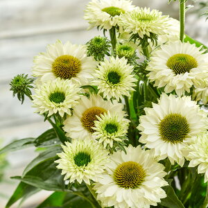 �\��̔� �G�L�i�Z�A �c �T���V�[�J�[�z���C�g�p�[�t�F�N�V���� 9cm�|�b�g �����T�L�o�����M�N ���N�� �K�[�f�j���O �ԕc �h�����c tne 4�����{�ȍ~����