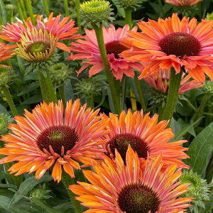 �\��̔� �G�L�i�Z�A �c �T���V�[�J�[���C���{�[ 9cm�|�b�g �����T�L�o�����M�N ���N�� �K�[�f�j���O �ԕc �h�����c tne 4�����{�ȍ~����