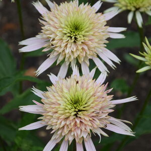 �\��̔� �G�L�i�Z�A �c �`�F���[�t���t 9cm�|�b�g �����T�L�o�����M�N ���N�� �K�[�f�j���O �ԕc �h�����c tne 4�����{�ȍ~����