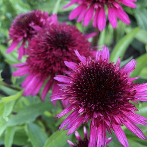 �\��̔� �G�L�i�Z�A �c �u���[�x���[�`�[�Y�P�[�L 9cm�|�b�g �����T�L�o�����M�N ���N�� �K�[�f�j���O �ԕc �h�����c tne 4�����{�ȍ~����