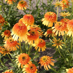 �\��̔� �G�L�i�Z�A �c ���C���E�B�Y�I�����W 9cm�|�b�g �����T�L�o�����M�N ���N�� �K�[�f�j���O �ԕc �h�����c tne 4�����{�ȍ~����