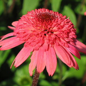 �\��̔� �G�L�i�Z�A �c ���Y�x���[�g���b�t�� 9cm�|�b�g �����T�L�o�����M�N ���N�� �K�[�f�j���O �ԕc �h�����c tne 4�����{�ȍ~����