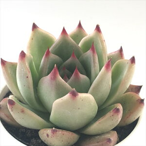 A hmGPxA R&B A GPxA 6cm|bg