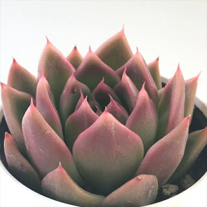 A hmGPxA Abvx[ A GPxA 6cm|bg