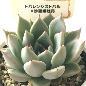 A plkGPxA goVXgo×PO A pNc  GPxA 6cm|bg