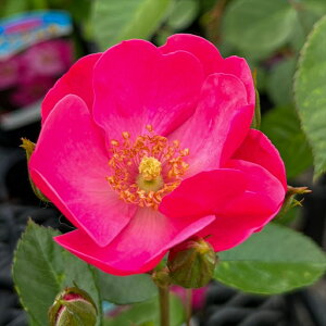 \̔ oc oڕc o AWF oc KN ΂  sN troc 12{ȍ~