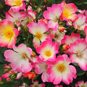 \̔ oc oڕc o j[RNe[ oc KN ΂  sN sNRNe[ troc 12{ȍ~