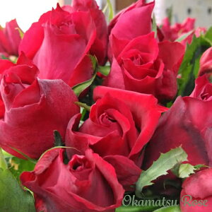 y܂Ȃߐ؂z \̔ oc oc M _i KN ΂  Yc [Y IWii 2way[Y oko 12{ȍ~