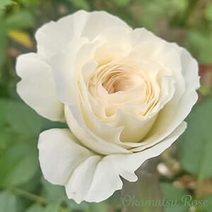 予約販売 バラ苗 バラ大苗 白鳥 契約品種 薔薇 ばら 送料無料 国産苗 岡松ローズ オリジナル品種 2wayローズ oko 12月中旬以降発送