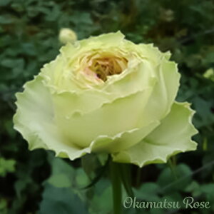 \̔ oc oc Ђ܂ _i KN ΂  Yc [Y IWii 2way[Y oko 12{ȍ~