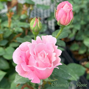 \̔ oc oc sNT{ _i KN ΂  Yc [Y IWii 2way[Y oko 12{ȍ~