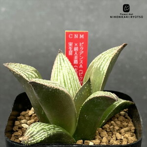 yyVX[p[Z[ P5{z A ninI`A sNfXAisN^×XvfXj×Olih[^sN^j c 0926-061 A JN^XjVc i̔ 