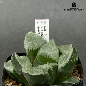 yyVX[p[Z[ P5{z A ninI`A XvvgiXvO×Rvgj×{ԔʎKA2i{ԗ×ʎj c 0926-062 A JN^XjVc i̔ 