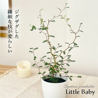 観葉植物 cot ソフォラ ミクロフィラ リトルベイビー 3.5号鉢 メルヘンの木 観葉植物 小型 小さい 室内 …