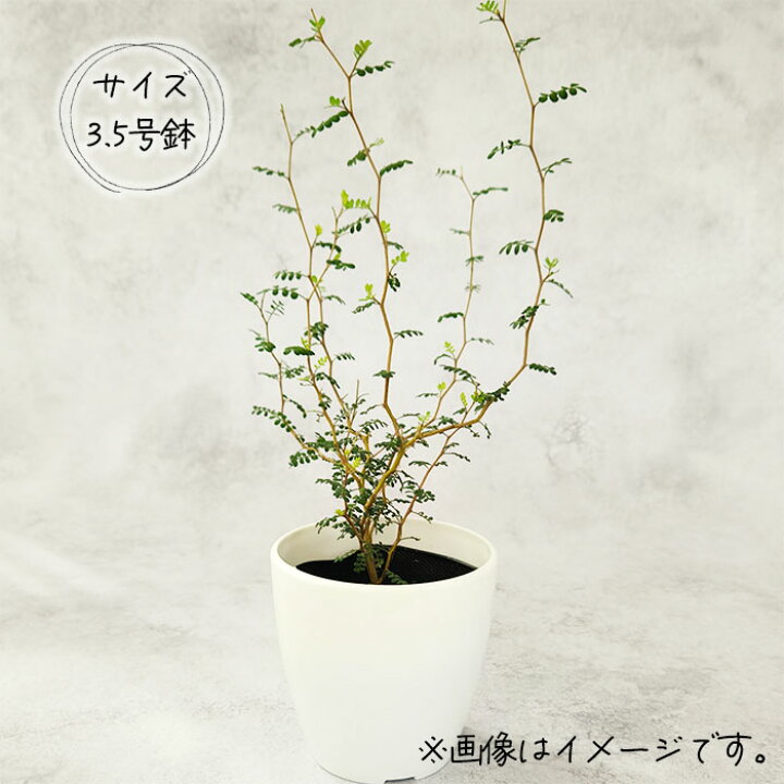 楽天市場 ソフォラ ミクロフィラ リトルベイビー 9cmポット メルヘンの木 観葉植物 インテリア おしゃれ フラワーネット 日本花キ流通