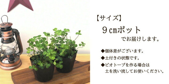楽天市場 ウォータークローバー 9cmポット 水生植物 水草 ビオトープ 観葉植物 フラワーネット 日本花キ流通
