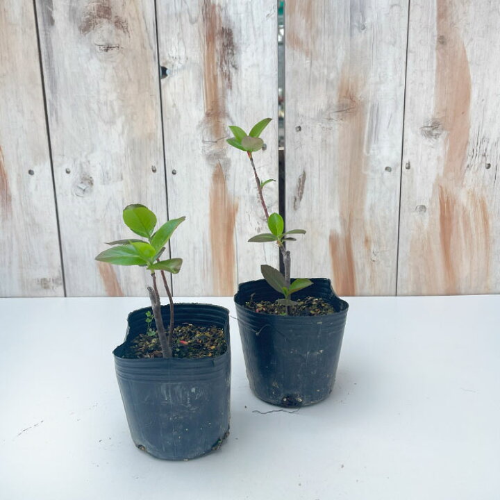 楽天市場 アロニア チョコレートベリー チョコベリー チョークベリー フルーツ ビタミンc ポリフェノール フラワーネット 日本花キ流通