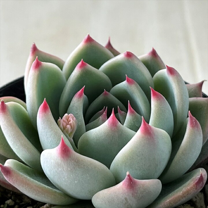 楽天市場 多肉植物 Skエケベリア 桃太郎 多肉植物 エケベリア 7 5cmポット フラワーネット 日本花キ流通