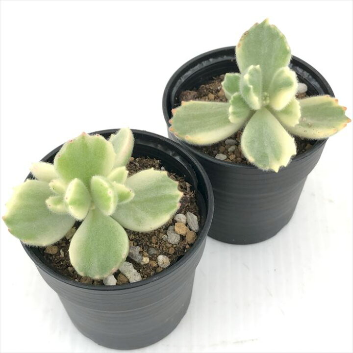 楽天市場】多肉植物 hmコチレドン 熊童子錦 多肉植物 コチレドン 6cm 