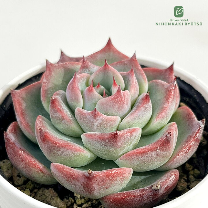 楽天市場】多肉植物 hmエケベリア チワワエンシス 多肉植物 エケベリア 