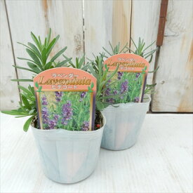 楽天市場 多年草 種類 植物 ラベンダー の通販