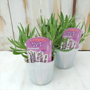 x_[ c XC[g 9cm|bg ԕc h K[fjO n[uc Herb