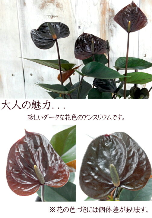 楽天市場 アンスリウム アンドレアナム ブラックラブ 観葉植物 3 5号鉢 アンスリューム フラワーネット 日本花キ流通
