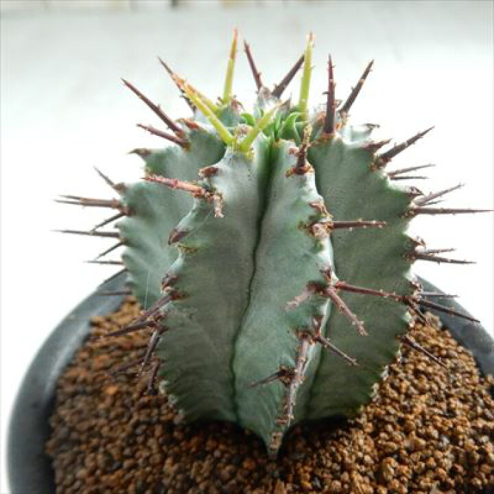 楽天市場 多肉植物 Osユーフォルビア ホリダ Ver Noorsveldensis ノースベルデンシス おもしろ多肉植物 フラワーネット 日本花 キ流通