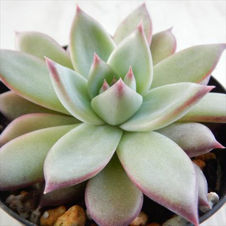 楽天市場 多肉植物 Skエケベリア リンゼアナ 多肉植物 エケベリア 7 5cmポット フラワーネット 日本花キ流通 楽天市場 多肉植物 Skエケベリア リンゼアナ 多肉植物 エケベリア 7 5cmポット フラワーネット 日本花キ流通