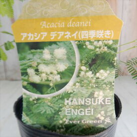 楽天市場 アカシア デアネイの通販