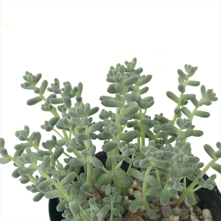 楽天市場】多肉植物 seセダム 木立ブレビフォリウム 多肉植物 セダム 