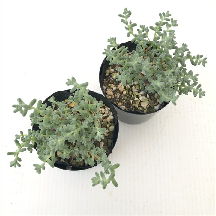 楽天市場】多肉植物 seセダム 木立ブレビフォリウム 多肉植物 セダム 