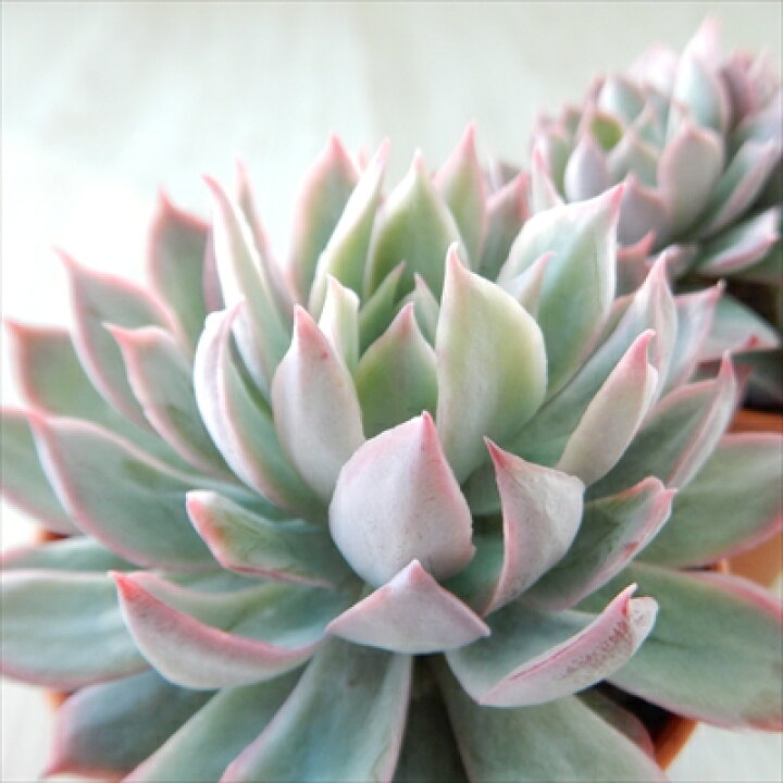 楽天市場】多肉植物 hmエケベリア ブラッドブリアナ 多肉植物 
