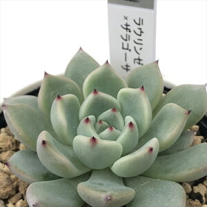 A yukGPxA E[×US[T A D؉̕c  GPxA 6cm|bg