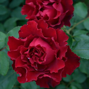 \̔ o c o Vc fo[ I}[WAoo _i lG炫 KN ΂   has 4{ȍ~