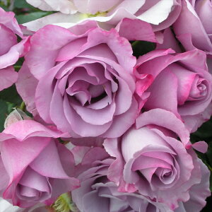 \̔ o c o Vc fo[ fBITX _i lG炫 KN ΂   has 4{ȍ~