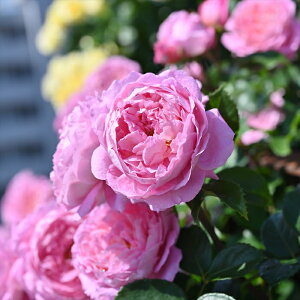 \̔ o c o Vc fo[ tSi[ o^i lG炫 KN ΂  sN has 4{ȍ~