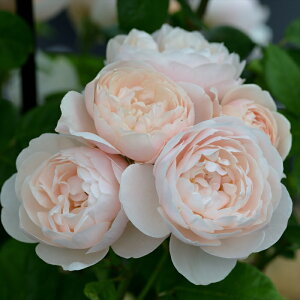 \̔ o c o Vc fo[ u[Y o^i JԂ炫 KN ΂   has 4{ȍ~