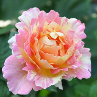 予約販売 バラ 苗 バラ 新苗 デルバール ポールセザンヌ 契約品種 四季咲き 薔薇 ばら 送料無料 ピンク h…
