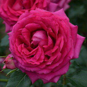 \̔ o c o Vc fo[ WX}R o^i lG炫 KN ΂   has 4{ȍ~