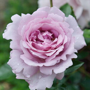 \̔ o c o Vc fo[ [YViNeCt o^i lG炫 KN ΂   has 4{ȍ~