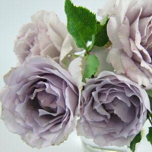 \̔ o c o Vc ͖{o Vt@[ io^ lG炫 KN ΂   has 4{ȍ~