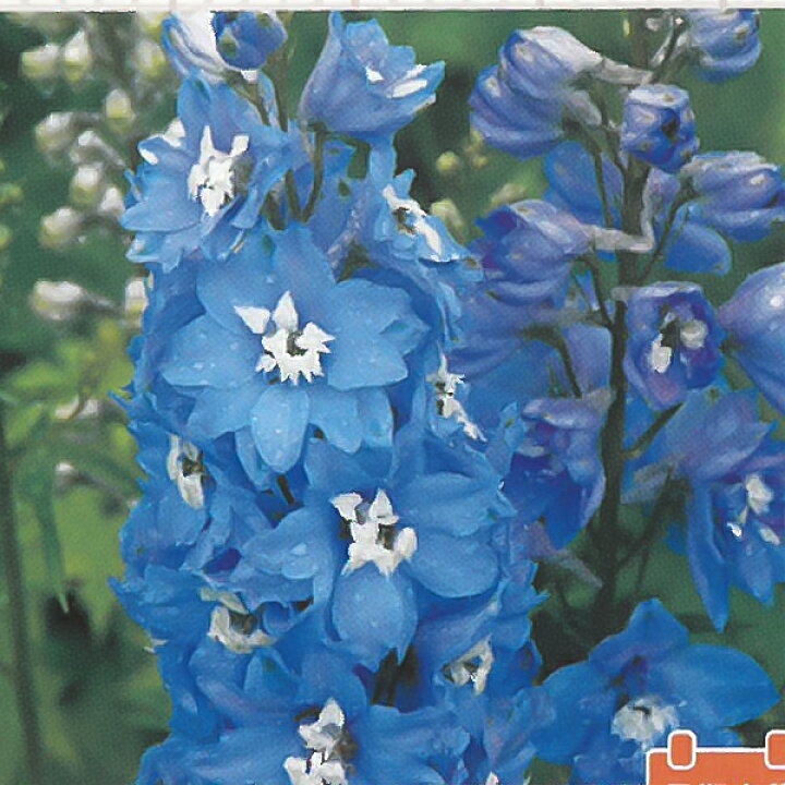 楽天市場 予約販売 宿根草の咲く庭 デルフィニウム スカイブルー 宿根草苗 9cmロングポット ガーデニング 多年草 オオヒエンソウ 3月下旬以降発送 フラワーネット 日本花キ流通