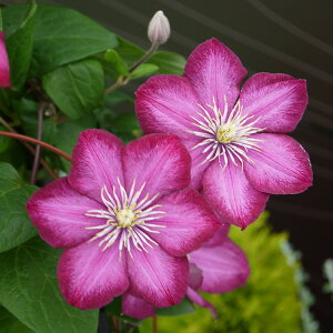 \̔ N}`X c rh WbN}j[n 2N [劔 12cm|bg clm 11{ȍ~